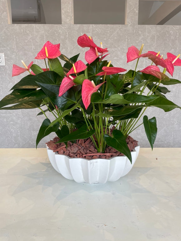 Arreglos de Anthurium