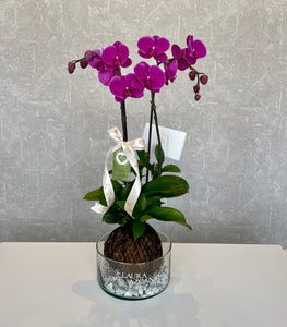 Kokedama de orquídeas